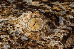 Wobbegong Shark's eye.  Nelson Bay, New South Wales.  Can... by Ross Gudgeon 